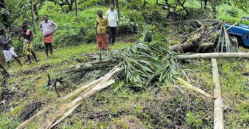 ELEPHANT ATTACKED IN ARALAM FARM ELEPHANT ATTACKED IN ARALAM FARM